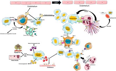 Platelets, Thrombo-Inflammation, and Cancer: Collaborating With the Enemy